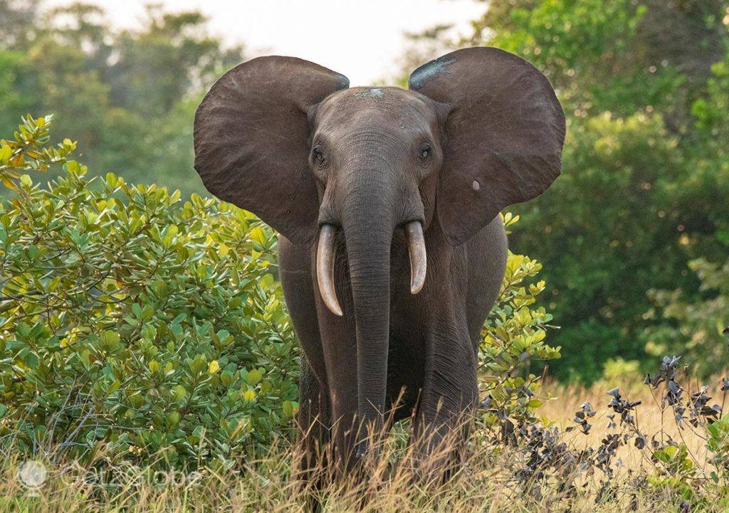 Elefante confronta o veículo de safaris em que o observamos. Acabaria por obrigar a uma rápida marcha-atrás