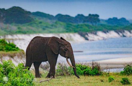 Elefante caminha acima da praia e lagoa na orla do PN Loango