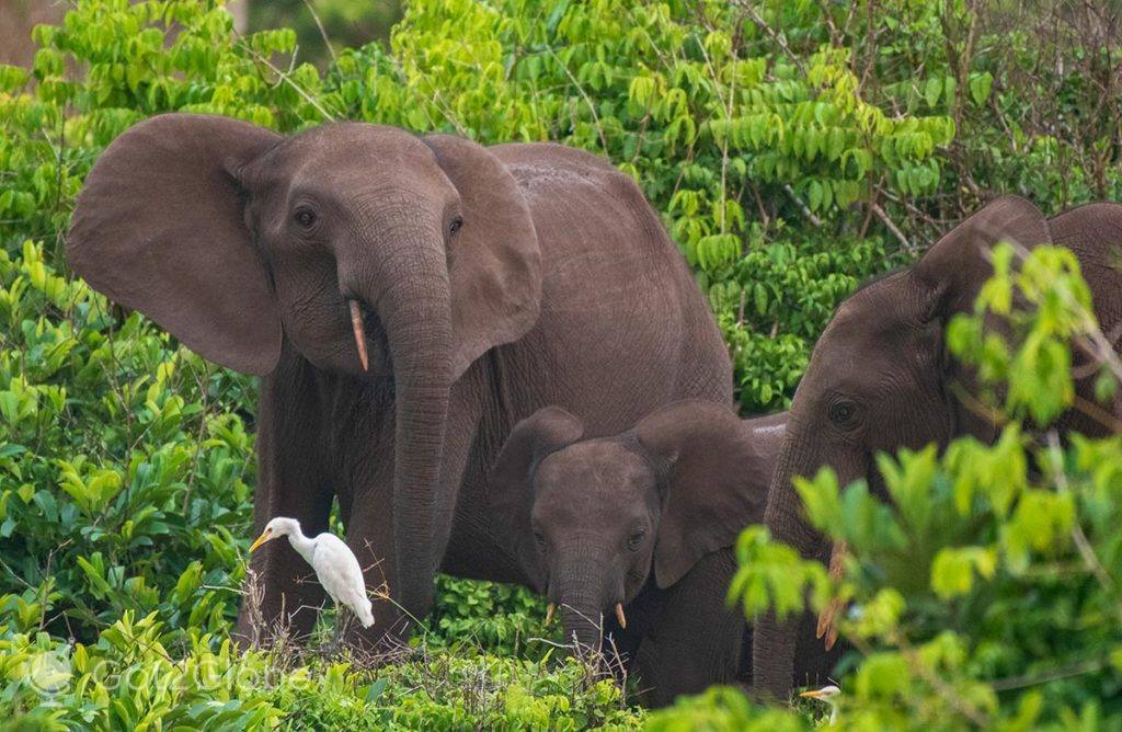 Família de elefantes numa floresta baixa do limiar oceânico do PN Loango