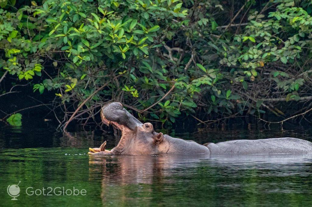 Hipopótamos nada num braço da lagoa Iguela