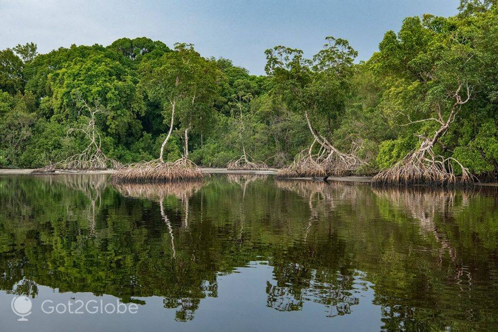 Manguezal preenche uma margem da lagoa de Iguela