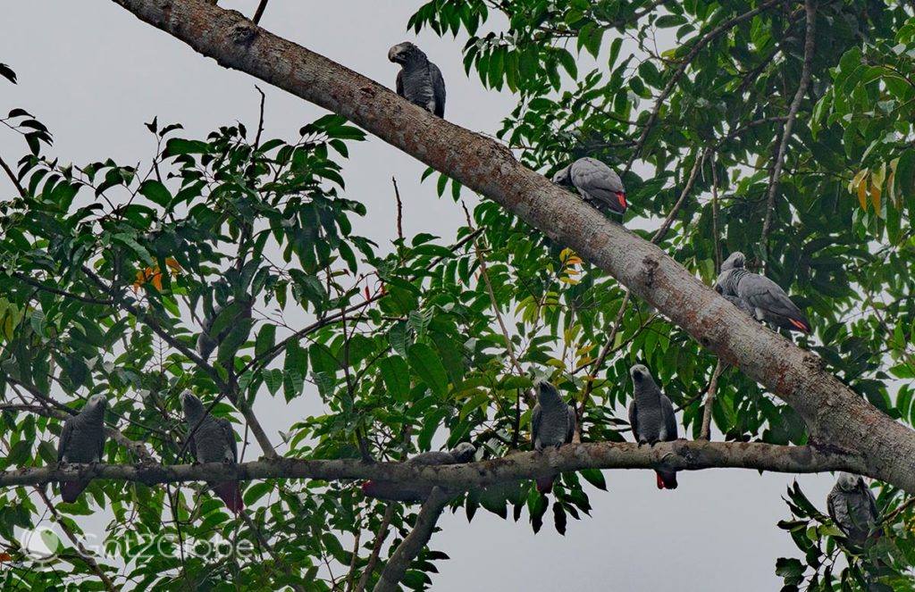 Papagaios num pouso acima do antigo Loango Lodge