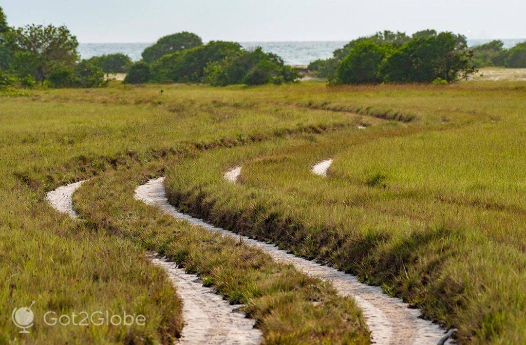 Trilha deixada sobre a savana pela passagem dos veículos do Ndola Lodge e outros