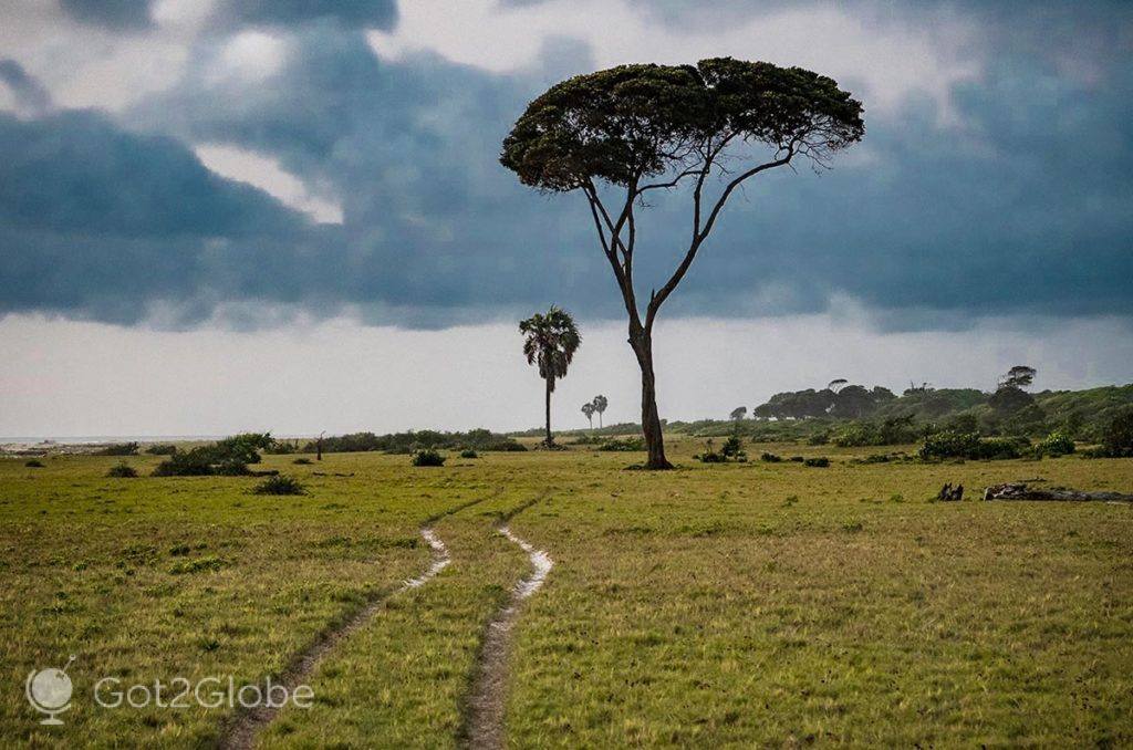 Árvores acima de uma planície costeira do PN Loango