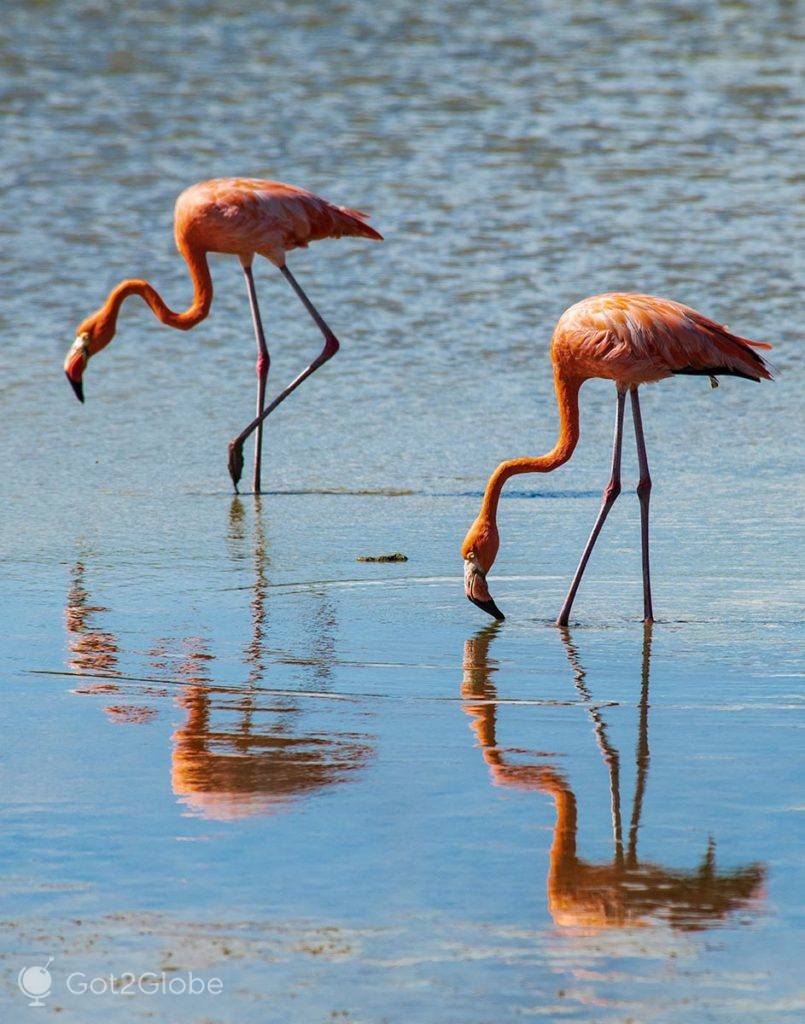 Dois dos muitos flamingos do sanctuário de Sint Willibrordus