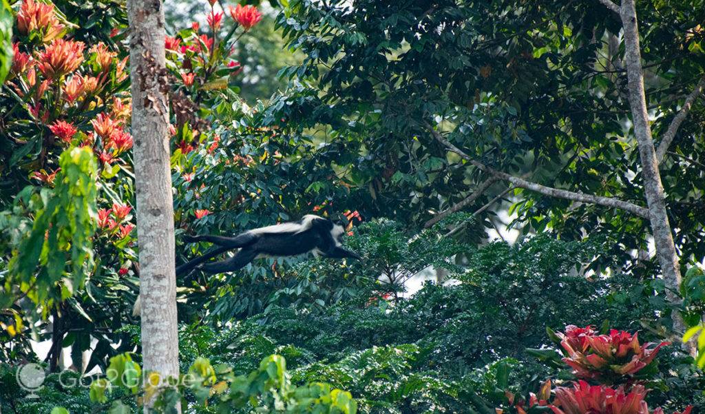 Macaco colubus salta de árvore em árvore