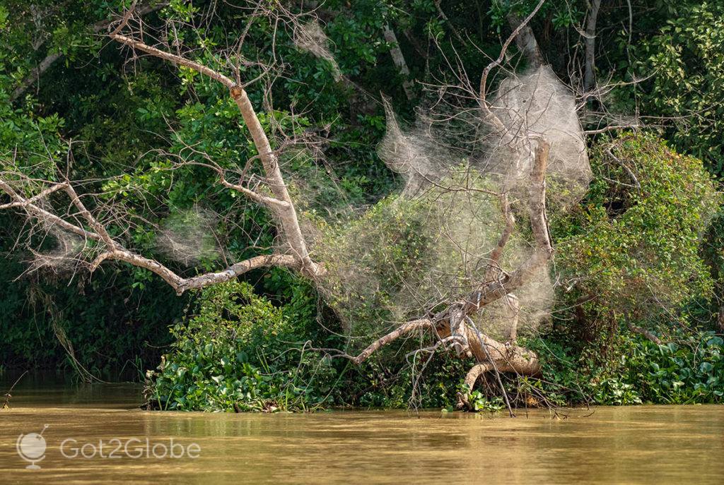 Teias de aranha hiperbólicas, numa margem do rio Sangha
