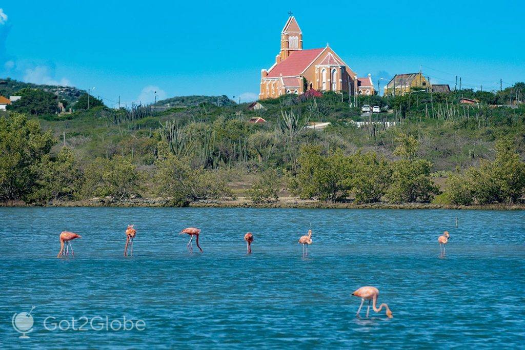 Flamingos no santuário de Willibrordus, com a igreja de Sint Willibrordius acima