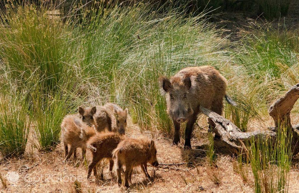 Família de javalis na Tapada de Mafra